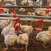 تجهیزات مرغداری تجهیزات مرغداری